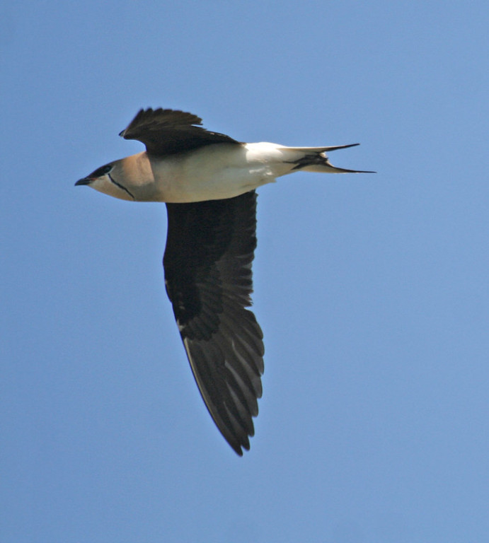 And they might be joined by the much scarcer Black-winged Pratincole