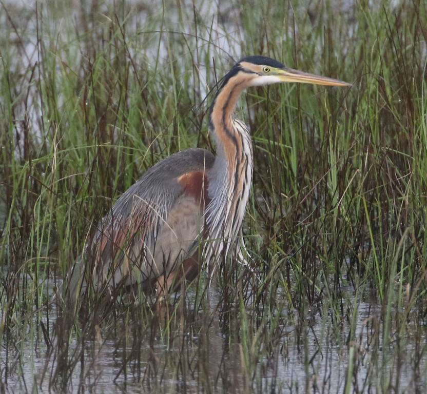 The assemblage of herons and egrets should include the beautiful Purple Heron