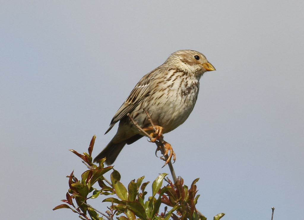 The sound track to our days out is bound to include the jangling song of Corn Buntings,…