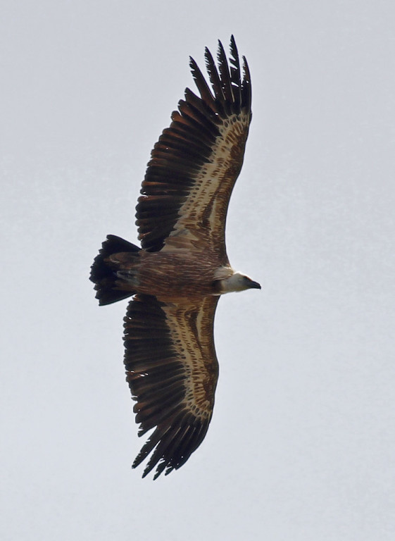 Or a mighty Griffon Vulture