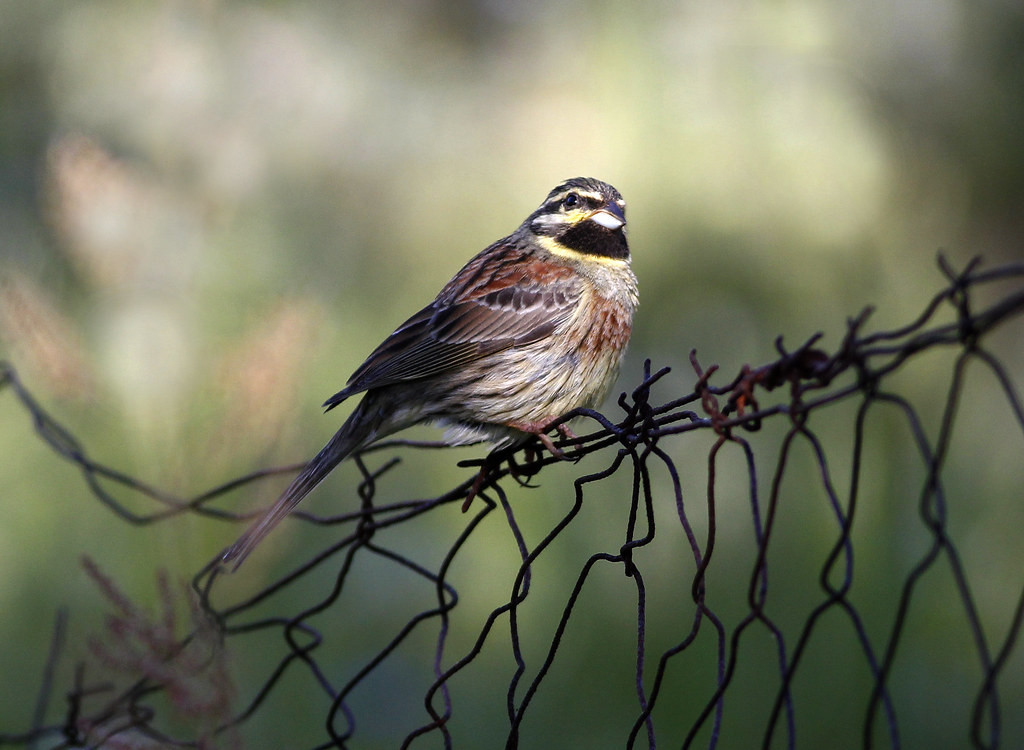 …the distinctive rattle of Cirl Buntings