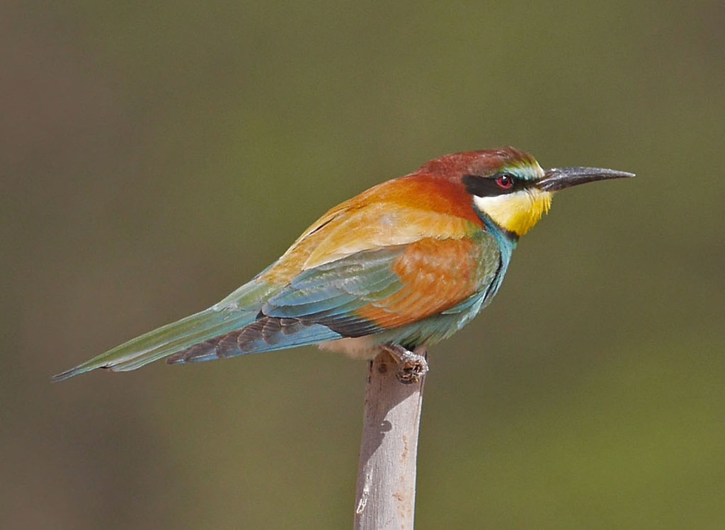 But for many birders the main attraction is the wonderful procession of migrants returning to their breeding grounds, perhaps best typified by the European Bee-eater