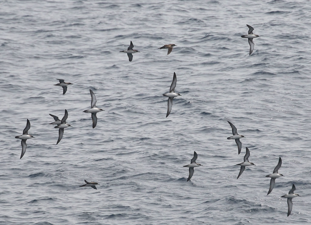 And further out, flocks of Yelkouan Shearwaters stream past