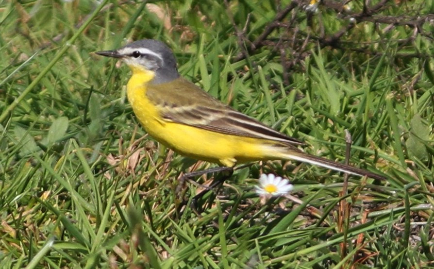 Or the delightful ‘Sykes’s Wagtail, en route to the steppes of Central Asia