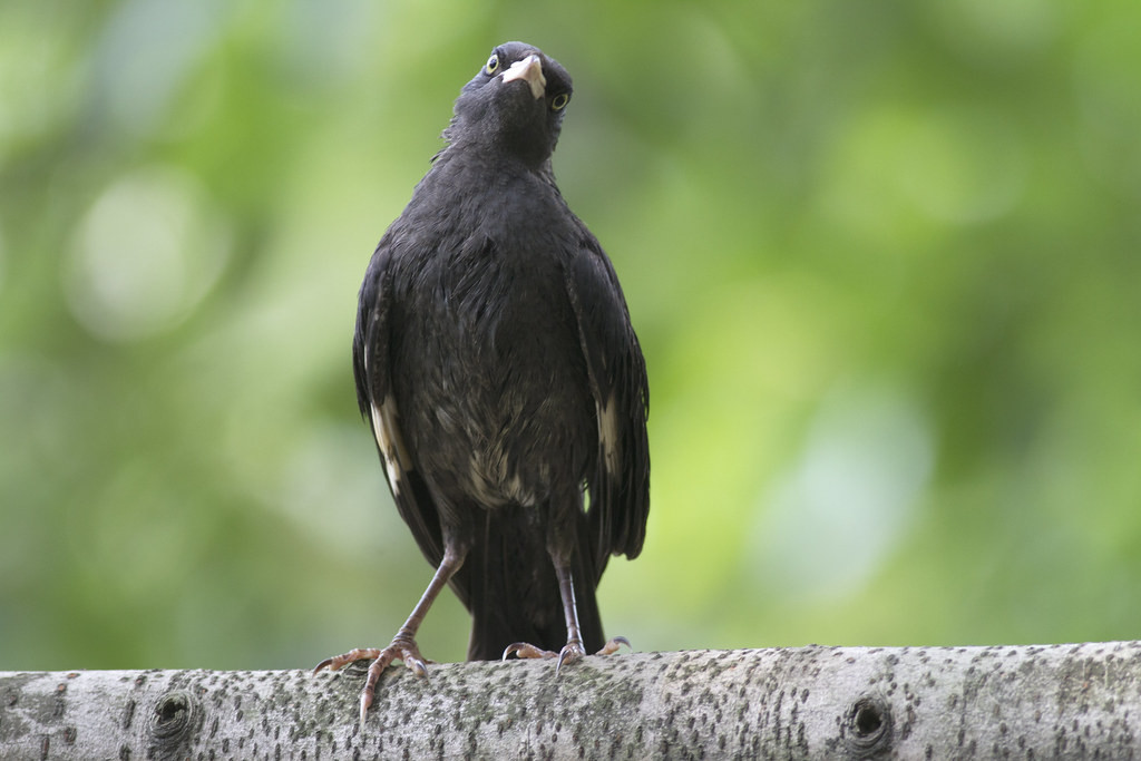 …where Crested Myna’s are common…