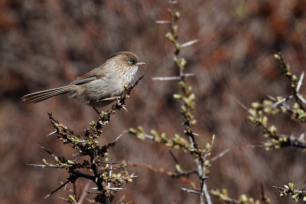 The aptly named national endemic, Chinese Fulvetta, isn’t common… (photo by Vincent Wang)
