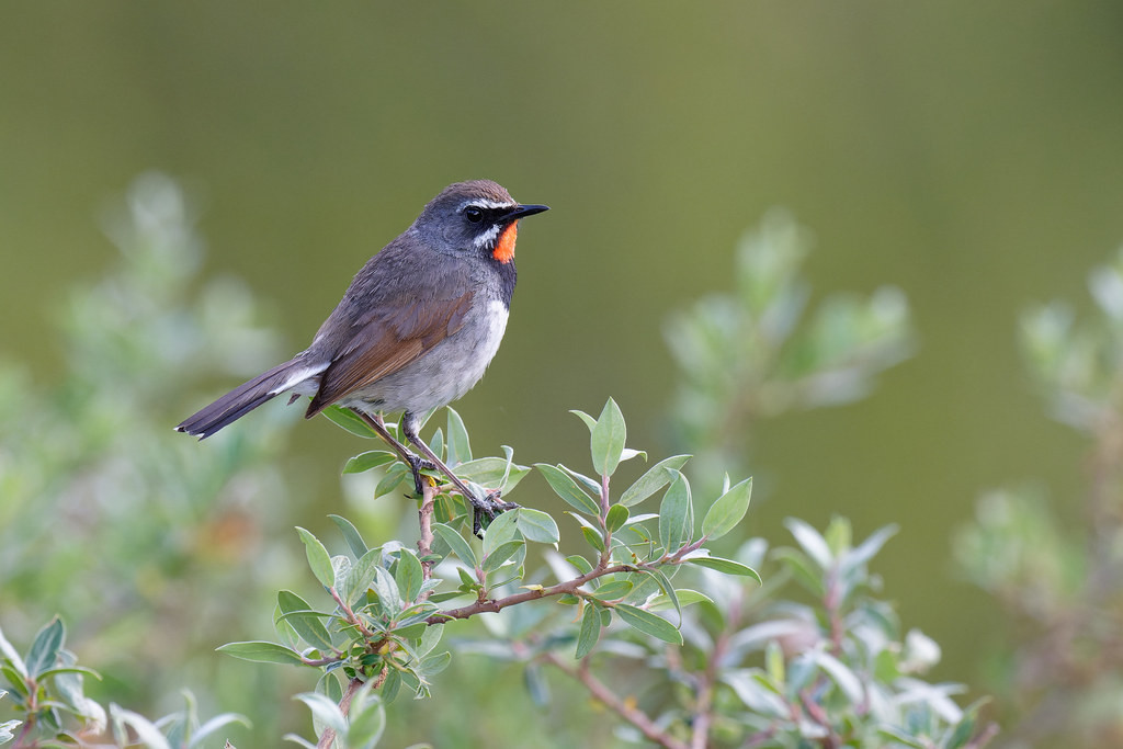 ….while the recently split Chinese Rubythroat is fairly reliable. (photo by Vincent Wang)