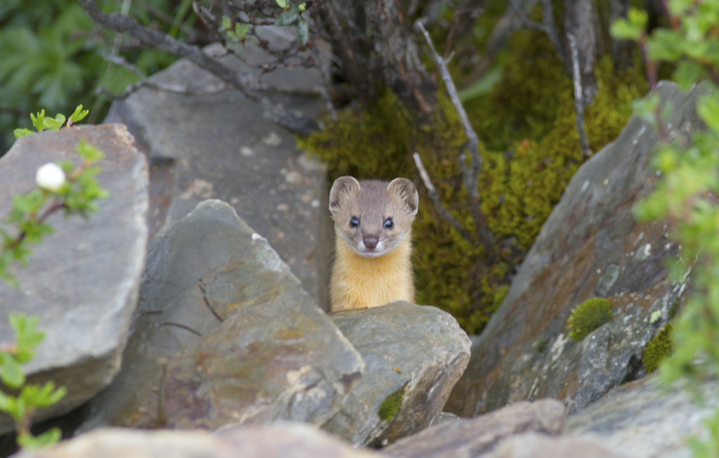 …while mammals could include a Least Weasel.
