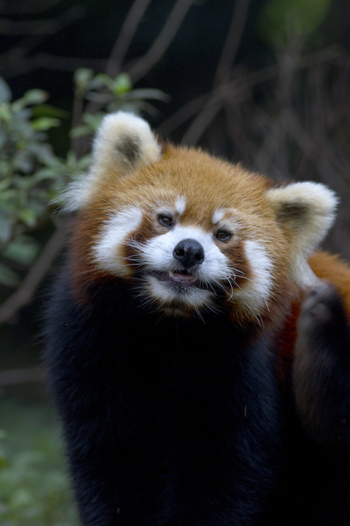 Although Giant Panda’s unlikely, Red Panda is a distinct possibility!