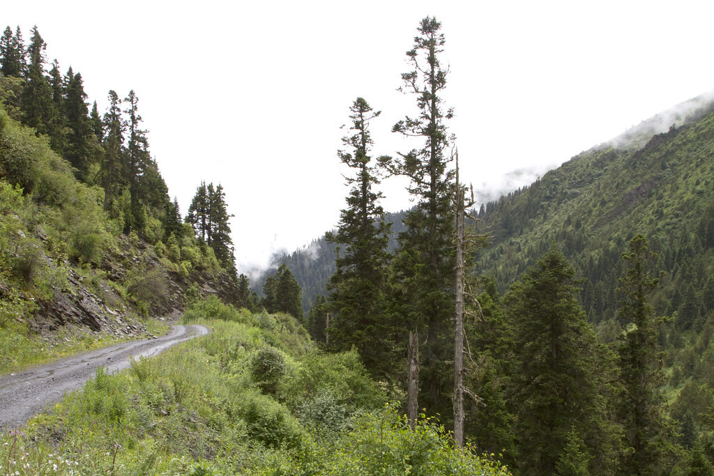 We’ll explore several spectacular forest roads…