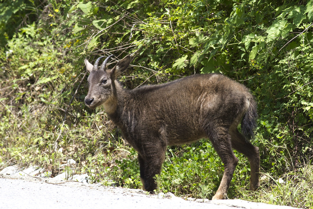 With luck we could see Chinese Goral…