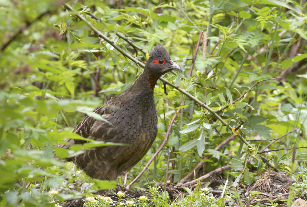 Gamebirds will feature highly – this a Verreaux’s Monal-partridge…