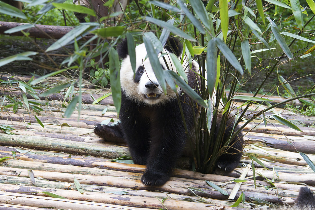Unfortunately the only Giant Panda that we’re likely to see won’t be wild…