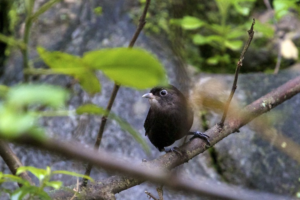 …is famous amongst birders for the recently discovered and charming Sooty Babbler, a bird with a very restricted range…