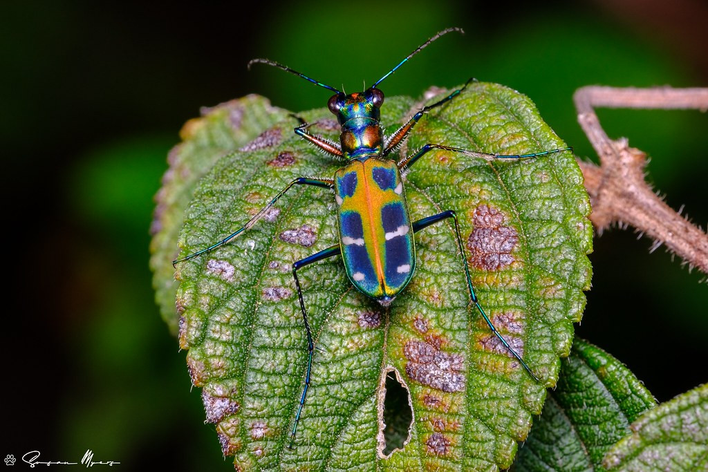 …and this little forest jewel, a tiger beetle. 