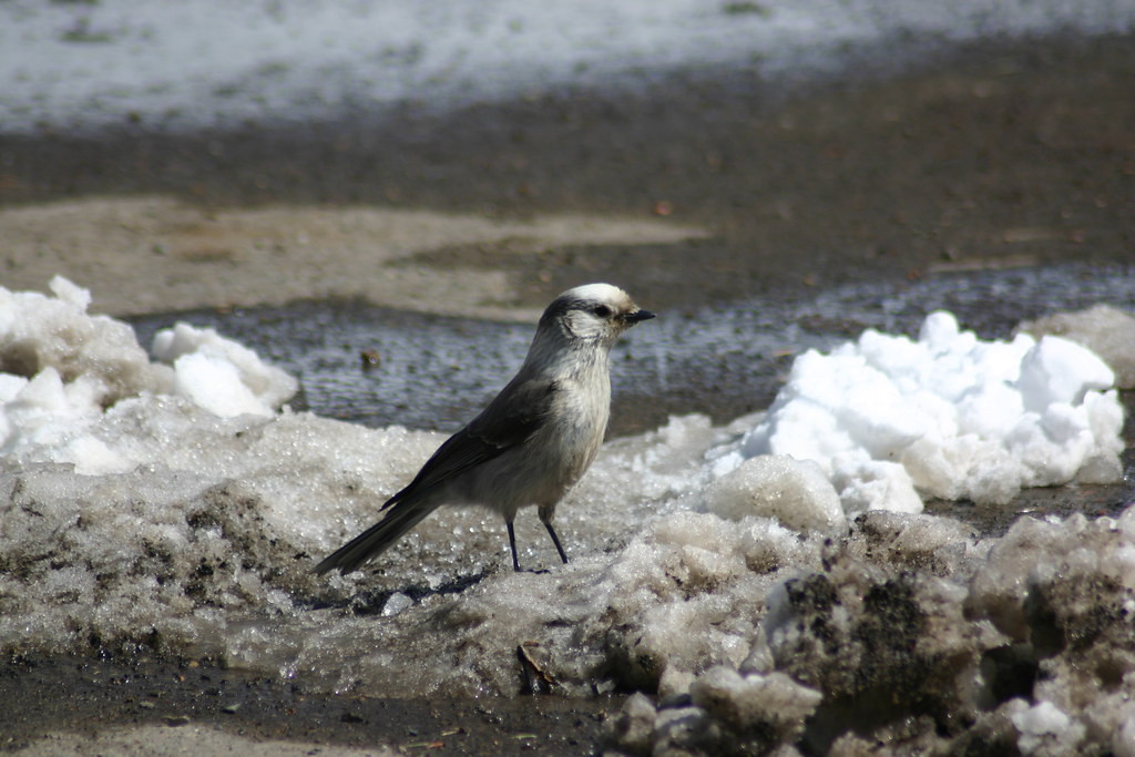 …or perhaps an inquisitive Gray Jay…