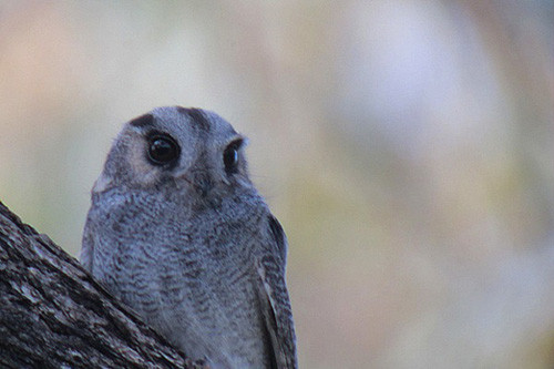 We have a good chance of encountering Australian Owlet-Nightjars.
