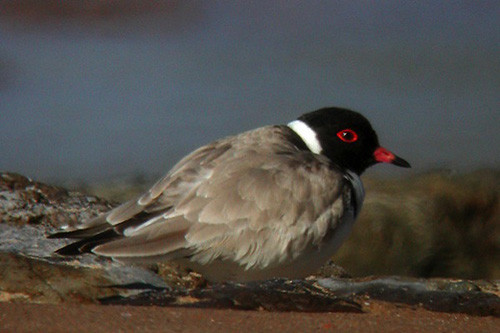 Along the southern coast we should find the striking Hooded Plover on empty sand beaches.
