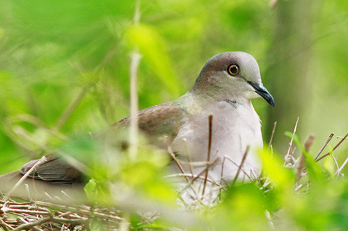 In April many of the local birds are immersed in breeding activity; here a White-tipped Dove incubates its clutch of eggs.
