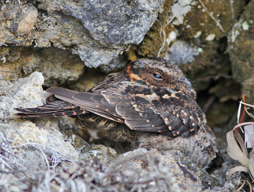 If we don&rsquo;t find a Lyre-tailed Nightjar by night, we might get lucky to find one roosting by day.
