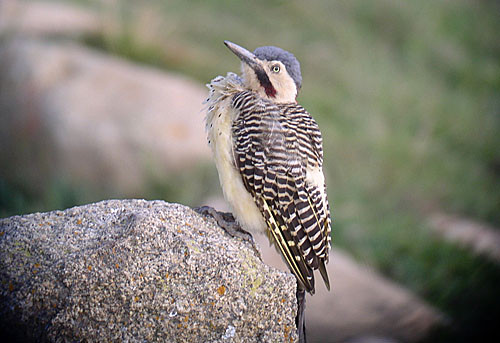 Colorful Andean Flickers often animate the often stark puna habitats of the high Andes.