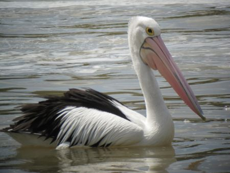 ...the improbably large Australian Pelicans...