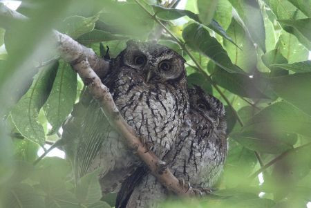 ...and Koepche's Screech-Owl, sometimes found on their day roost.