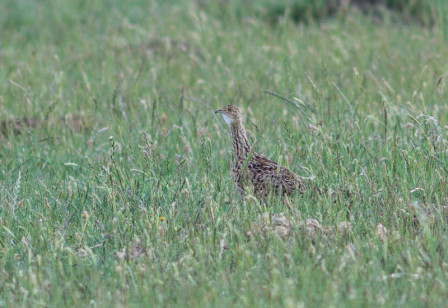 &hellip;and spend time searching the nearby grasslands for Spotted Nothuras.