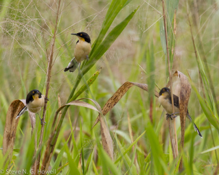 ...andwe'll certainly encounter the visually and vocally arresting Black-capped Donacobius.