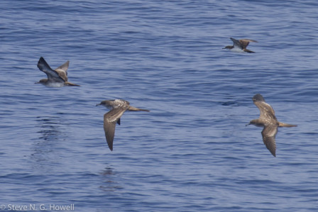 ... but we should still find flocks of Wedge-tailed and perhaps Galapagos Shearwaters.