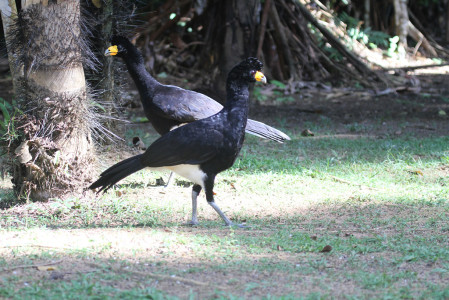 ...and we might chance upon other forest birds like these threatened Black Curassows...
