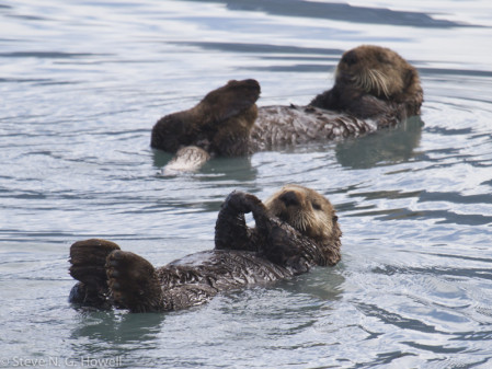&hellip;and the charismatic Sea Otter,