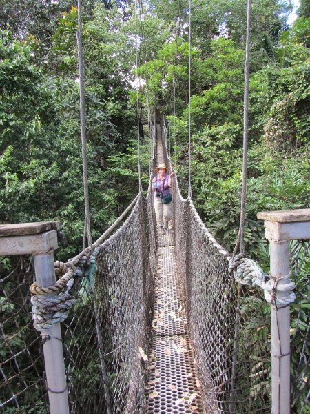 ...and even a canopy walkway!
