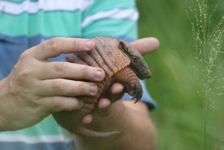 Paraguay is home to 12 species of Armadillo and we should see several including this Greater Hairy...