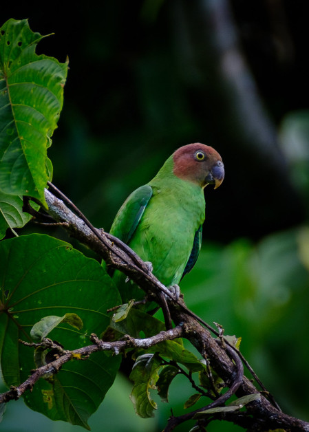 Red-cheeked Parrot is widespread but always a great bird...