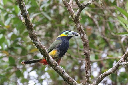 ...and the charismatic Spot-billed Toucanet.