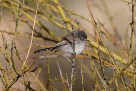 ...where we'll see a group of birds we won't see again including Black-tailed Gnatcatcher...
