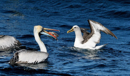 ...where a Buller's Albatross from New Zealand meet Peruvian Pelicans...
