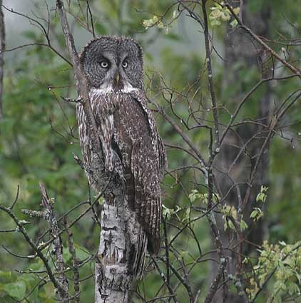 ...and, of course, the Great Gray Owl.