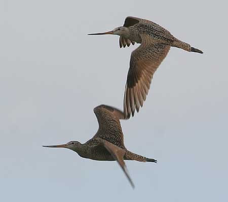 Marbled Godwits are a frequent sight overhead...