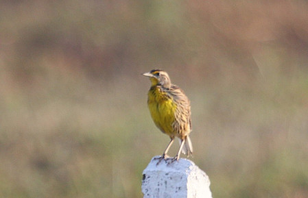 On one day we'll travel east to La Bel&eacute;n, stopping to listen to the endemic Cuban subspecies of Eastern Meadowlark whose song is so different it's likely a different species...
