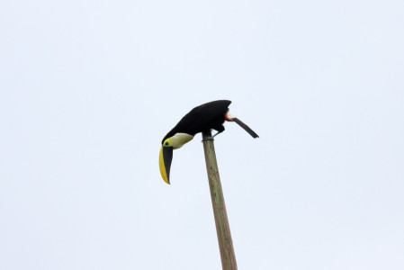 &hellip;where we will encounter rainforest birds possibly including the namesake Choco Toucan&hellip; (jf)