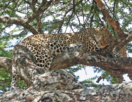 Leopards prefer to snooze during the day and wait for darkness before hunting...