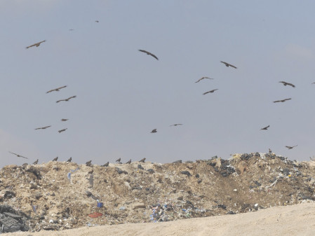 No tour would be complete without a trip to a dump: Salalah dump is home to hundreds of Steppe Eagles...