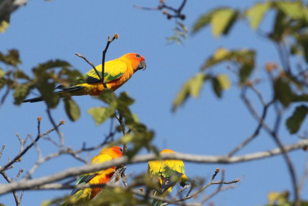One of the top highlights of this tour is the opportunity to see the stunning Sun Parakeet, certainly one of the brightest Psittacids in the Americas...