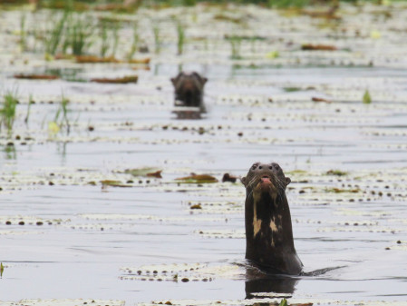 and the sometimes curious Giant Otter
