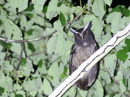 and other days, we may find a Crested Owl during one of our night walks!