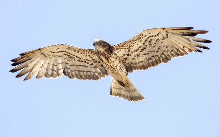 Another prized migrant raptor is the huge Short-toed Snake Eagle.