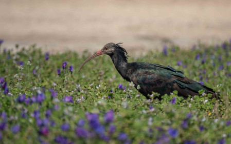 Northern Bald Ibis has been bought back from the brink of extinction and is now breeding in the wild in Andalusia. 