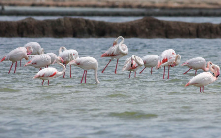 Large flocks of Greater Flamingo can be encountered in coastal regions during our tour.